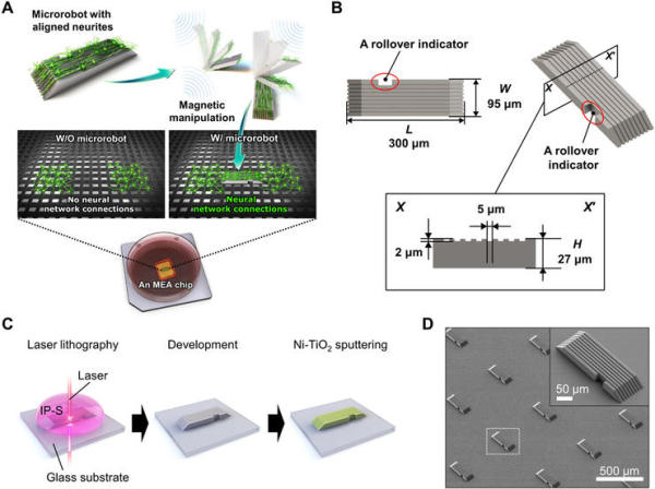 韩国科学家用机器人体外操控了小鼠脑神经!不到 1 分钟实现通信连接