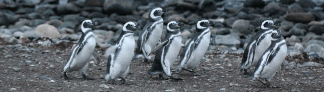 现在和过去:15种Linux发行版的命运 现在和过去:15种Linux发行版的命运